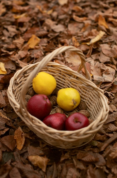 People collecting food from the forest