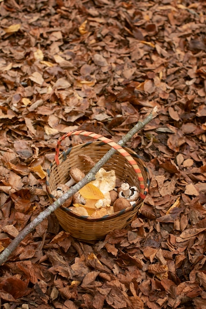 People collecting food from the forest