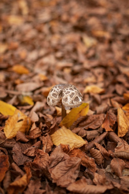 Foto gratuita gente che raccoglie cibo dalla foresta