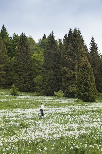 People picking narcissus flowers in spring in Cauvery, France