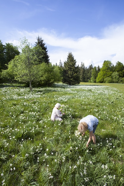 Persone che raccolgono fiori di narciso in primavera a cauvery, france