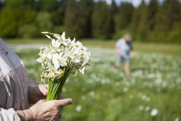 People picking narcissus flowers in spring in Cauvery, France