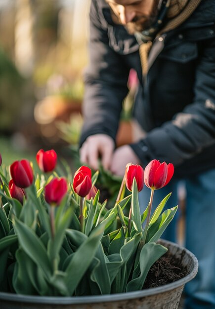 People planting beautiful tulip flowers