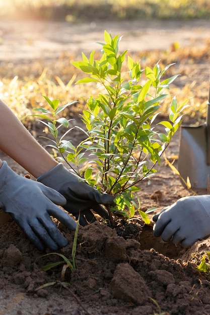 People planting tree on the countryside