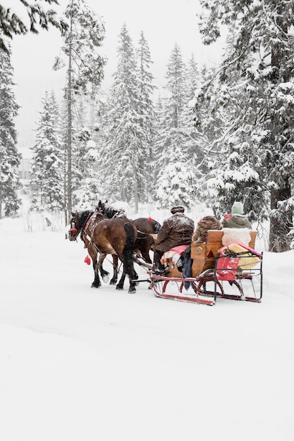 People riding on sledge with horses