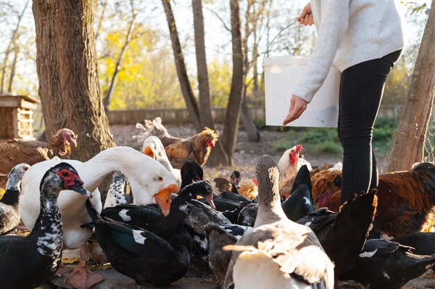 People taking care of the farm