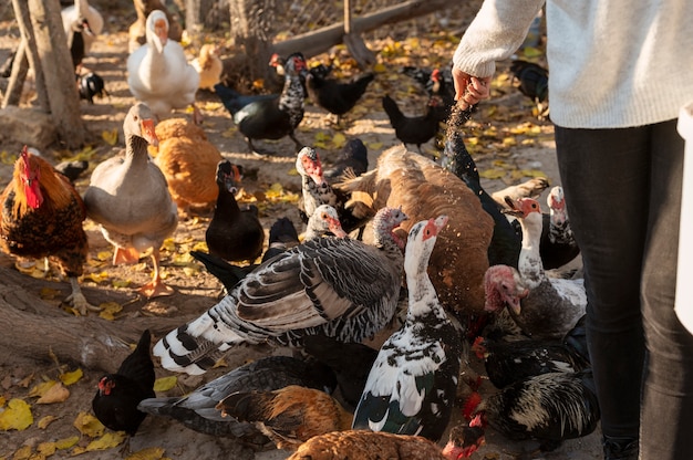 People taking care of the farm