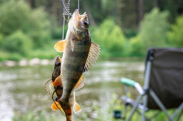 Foto gratuita pesce persico su canna da pesca su uno sfondo sfocato del lago