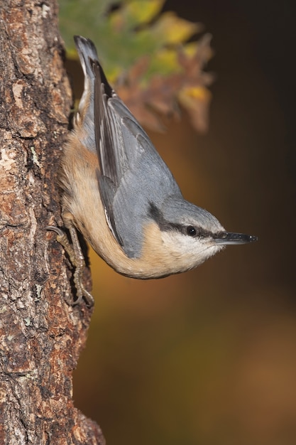 a perched on a Eurasian nuthatch log