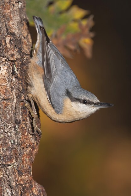 a perched on a Eurasian nuthatch log