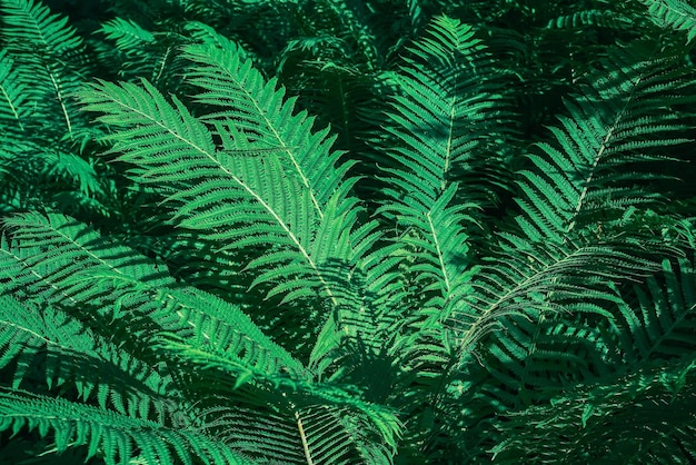 Perfect natural background of young fern leaves Ecology and forest system Top view with copy space Background or wallpaper idea for eco product presentation or digital composition