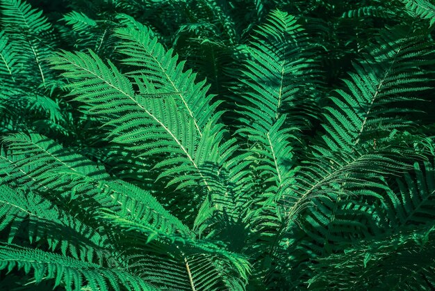 Perfect natural background of young fern leaves Ecology and forest system Top view with copy space Background or wallpaper idea for eco product presentation or digital composition