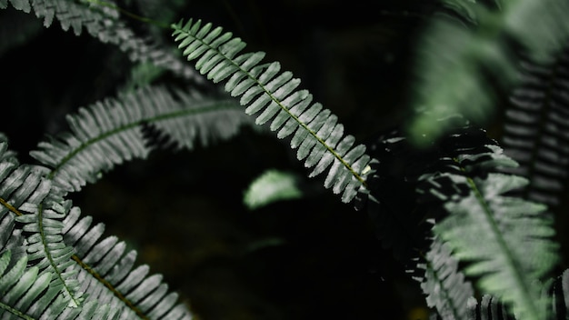 Perfect natural fern pattern