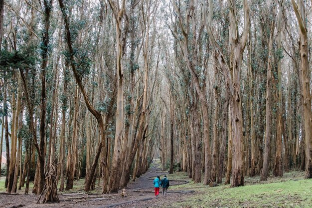 Person in blue jacket and blue denim jeans walking on pathway between trees during daytime