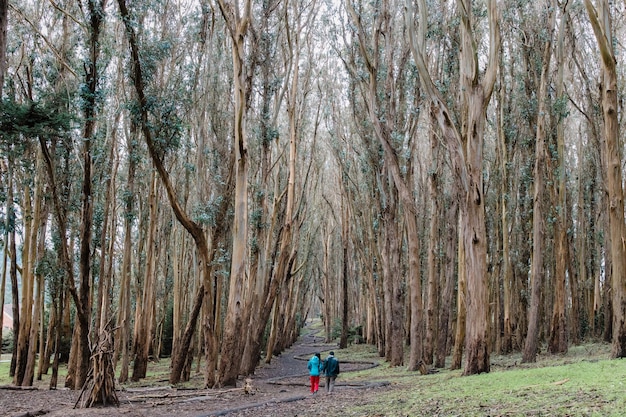 Person in blue jacket and blue denim jeans walking on pathway between trees during daytime