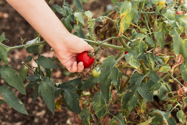 Persona che raccoglie un pomodoro in giardino