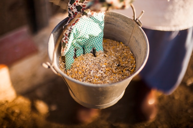 A person hand holding bucket with fodder