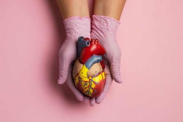 Foto gratuita persona in possesso di un modello di cuore anatomico a scopo educativo