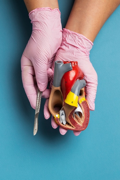 Free photo person holding anatomic heart model for educational purpose