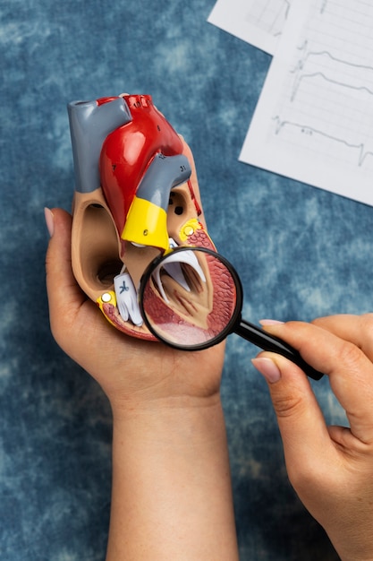 Persona in possesso di un modello di cuore anatomico a scopo educativo