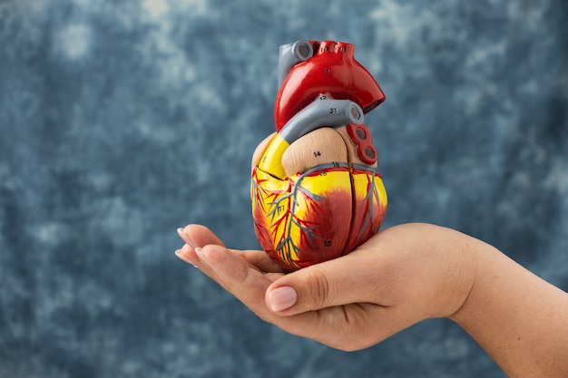 Person holding anatomic heart model for educational purpose
