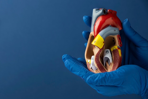 Persona in possesso di un modello di cuore anatomico a scopo educativo