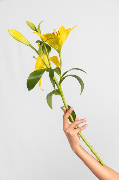 Foto gratuita persona che tiene grande fiore giallo