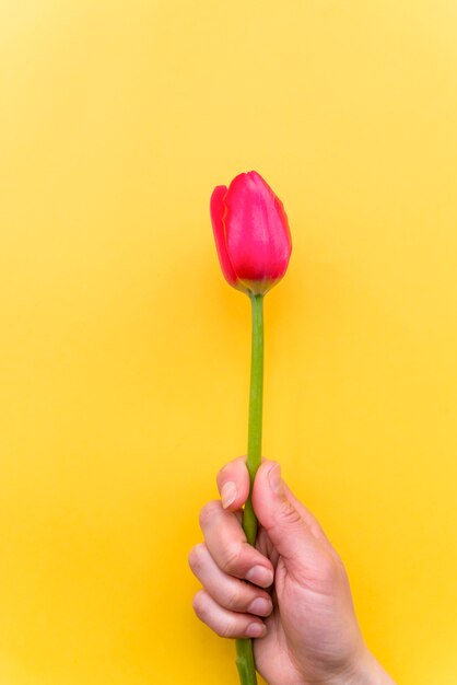 Person holding bright tulip