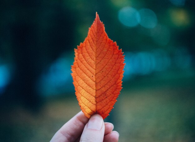 person holding a brown leaf with a blurred background