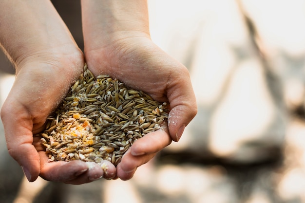 Foto gratuita persona in possesso di un mazzo di semi di grano nelle sue mani