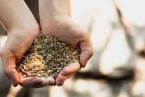 Foto gratuita persona in possesso di un mazzo di semi di grano nelle sue mani