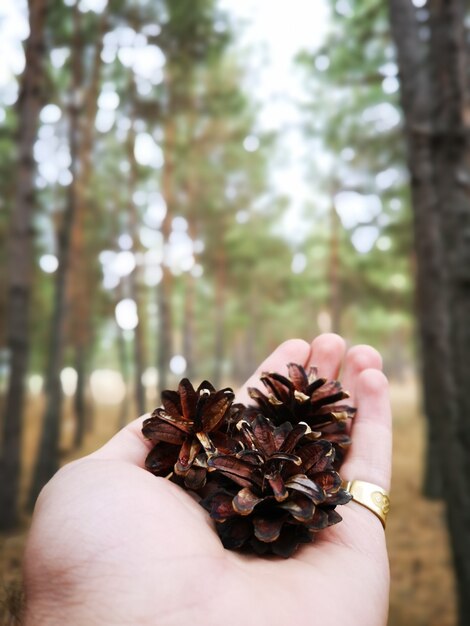 Person holding a conifer cones