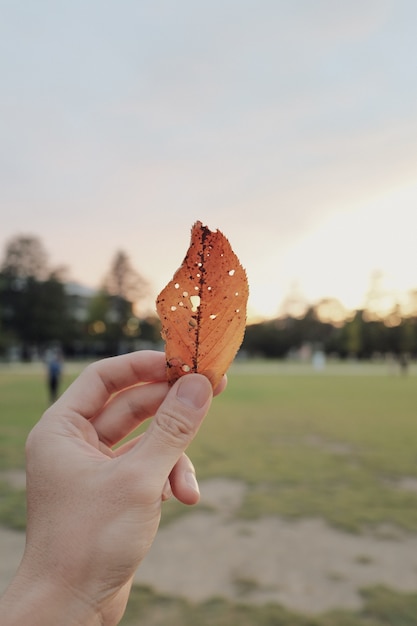 小さな穴が開いた破損した黄金の葉を持っている人