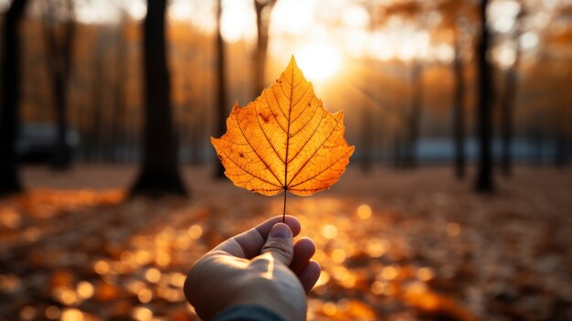 Person holding dry autumn leaf in hand