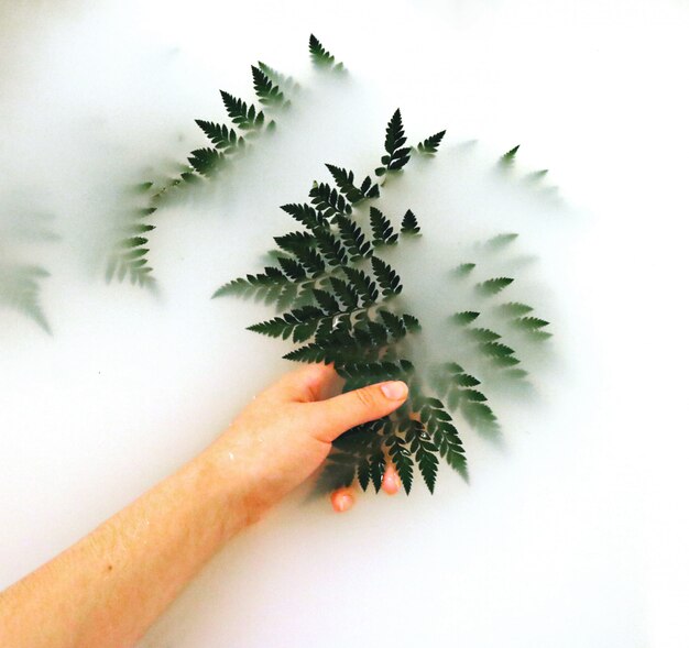 Person Holding Fern