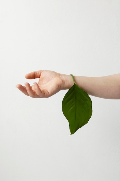 Person holding a green leaf