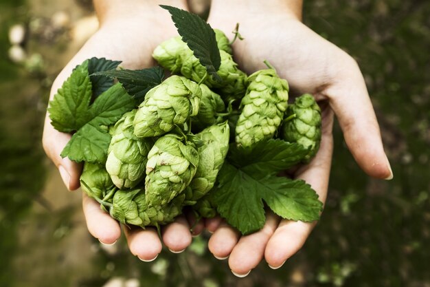 Person holding handfuls of unripe green pine cones