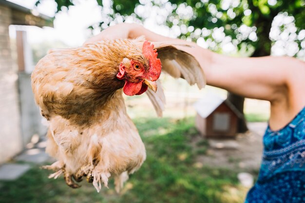 A person holding hen in hand at outdoors