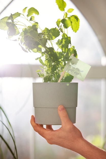 Free photo person holding indoor cultivated plant
