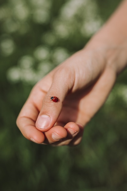 Foto gratuita persona in possesso di una coccinella