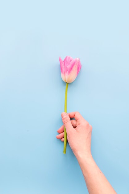 라이트 핑크 튤립 꽃을 들고 사람
