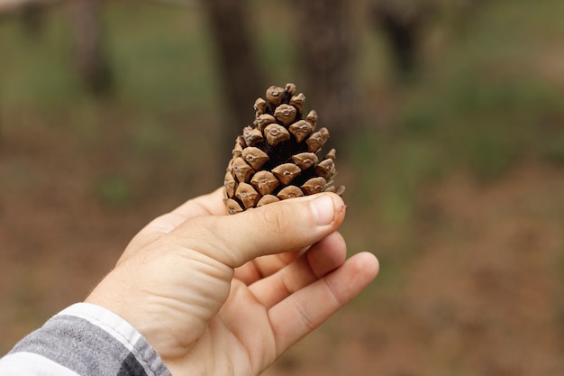 Person holding pine cone close-up shot