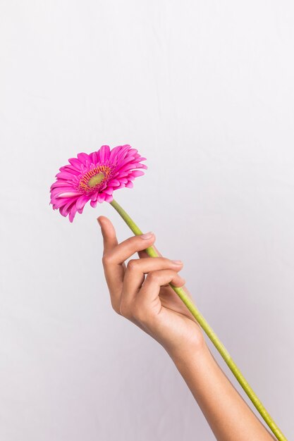 Person holding pink gerbera flower