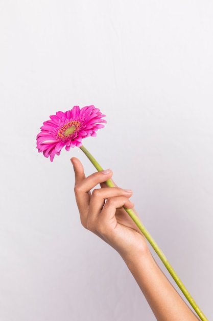 Person holding pink gerbera flower