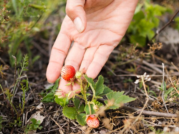 Person holding a small strawberry