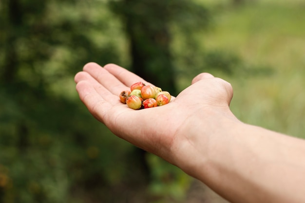 Лицо, занимающее лесные ягоды в руке