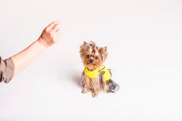 A person playing with lovely dog on white background