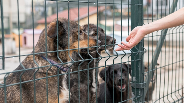 避難所のフェンスを通って犬に手を伸ばす人