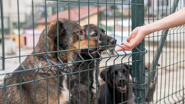 Person reaching for dogs through fence at shelter
