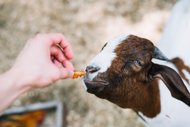 Foto gratuita la mano di una persona che alimenta il cibo alla capra